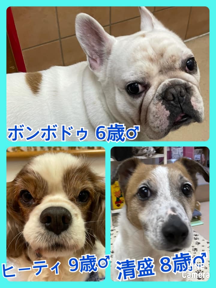 🐾今日の里親様募集中ワンコ🐶メンバーです🐾2021,3,8